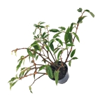 Begonia obscura - L