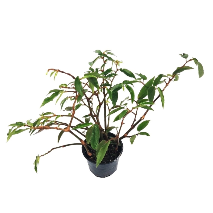 Begonia obscura - L