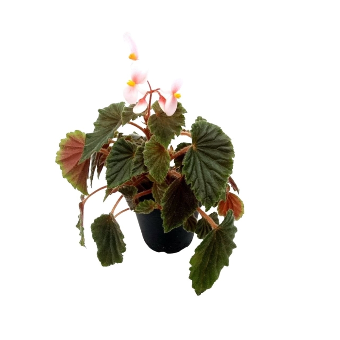Begonia schmidtiana - L