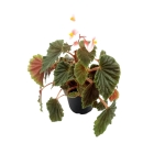 Begonia schmidtiana - L