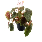 Begonia schmidtiana - L