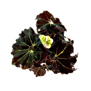 Begonia sp.
