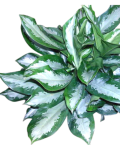 Aglaonema Diamond Bay - zdjęcie poglądowe gatunku