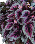 Begonia Evening Glow - zdjęcie poglądowe odmiany