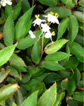 Begonia obscura