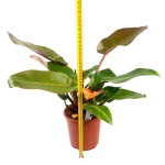 Philodendron Prince of Orange XL