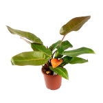 Philodendron Prince of Orange XL