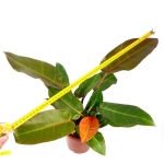 Philodendron Prince of Orange XL