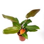 Philodendron Prince of Orange XL