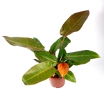 Philodendron Prince of Orange XL