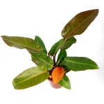 Philodendron Prince of Orange XL