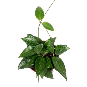 Hoya parasitica "Black Edge" - cięty węzeł
