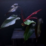 Philodendron Lisa / Majesty L
