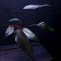 Philodendron Lisa / Majesty M
