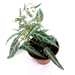 Cissus amazonica - M