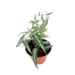 Cissus amazonica - M