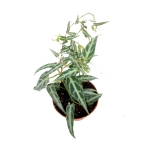 Cissus amazonica - M