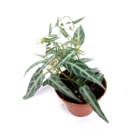Cissus amazonica - M