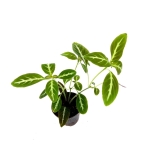 Chamaeranthemum sp. Pink - M