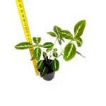 Chamaeranthemum sp. Pink - M