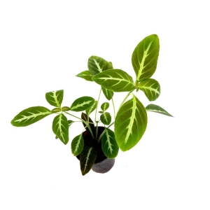 Chamaeranthemum sp. Pink