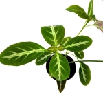 Chamaeranthemum sp. Pink - M