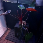 Philodendron Lisa / Majesty XL