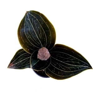 Ludisia sp.