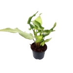 Syngonium 'Ngern Lai Ma' - M