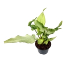 Syngonium 'Ngern Lai Ma' - M