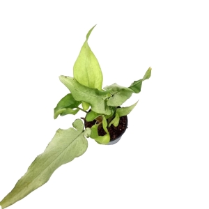Syngonium 'Ngern Lai Ma'