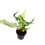 Syngonium 'Ngern Lai Ma' - M