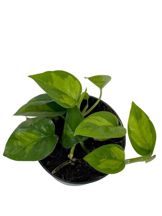 Epipremnum Global Green - M