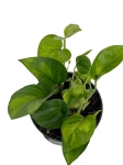 Epipremnum Global Green - M