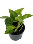 Epipremnum Global Green - M