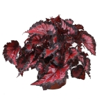 Begonia Inca Night  - zdjęcie poglądowe gatunku