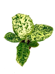 Dieffenbachia reflector II gatunek