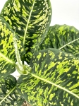 Dieffenbachia reflector - XL