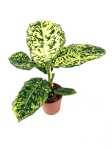 Dieffenbachia reflector - L