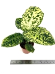 Dieffenbachia reflector - L