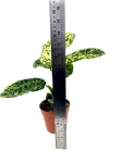 Dieffenbachia reflector - L