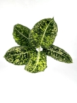 Dieffenbachia reflector - XL