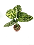 Dieffenbachia reflector - XL