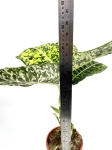 Dieffenbachia reflector - XL