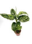 Dieffenbachia reflector - XL