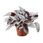 Begonia Arctic Breeze - zdjęcie poglądowe gatunku