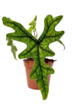 Alocasia Jacklyn
