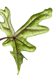 Alocasia Jacklyn
