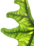 Alocasia Jacklyn