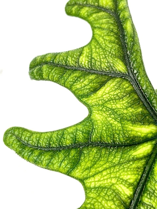 Alocasia Jacklyn